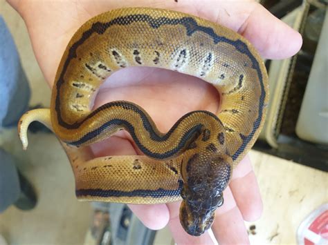 Image result for Royal Python Morph Sheet