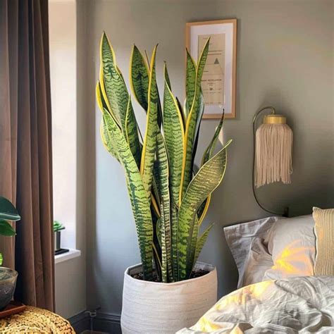 9 Houseplants That Don’t Mind Dry Winter Air » Simplify Plants