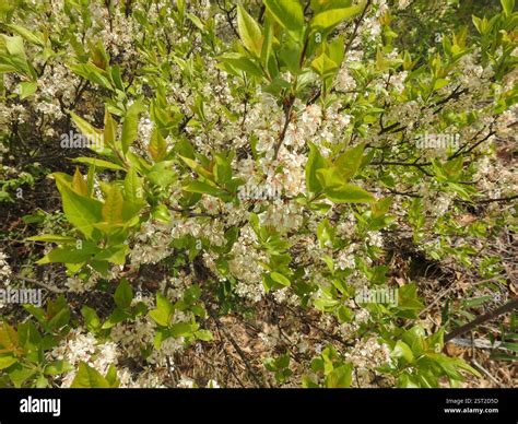 Beach plum prunus maritima hi-res stock photography and images - Alamy
