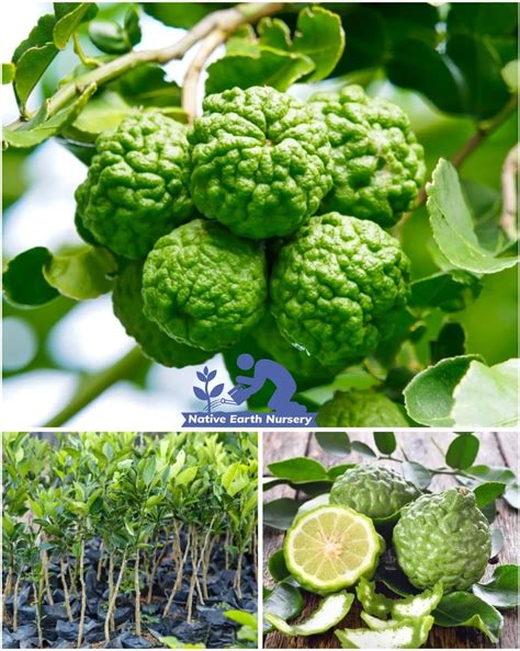 The Gifti® Exclusive Rare Dwarf Dragon eye/Longan/Dimocarpus Longan ...