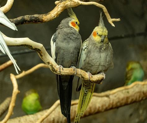 Cockatiel Habitat in Captivity: How to Create the Perfect Home?