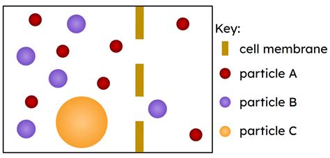 Image result for Diffusion Function Cell Membrane