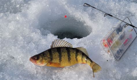 Ice Fishing - Yellow Perch - Colorado Outdoors Online
