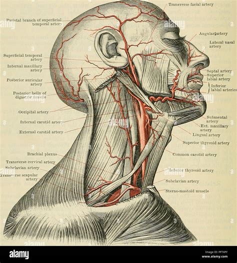 Jugular Vein And Carotid Artery Internal Jugular Vein Common Carotid