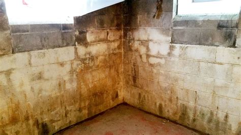 How To Clean Mold From Cement Basement Walls - Openbasement