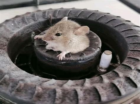 恐怖灾害！澳大利亚一女子醒来发现老鼠啃食自己眼球_澎湃号·媒体_澎湃新闻-The Paper