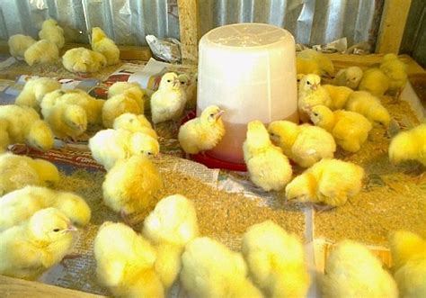 Image result for Broiler Chicken Brooding