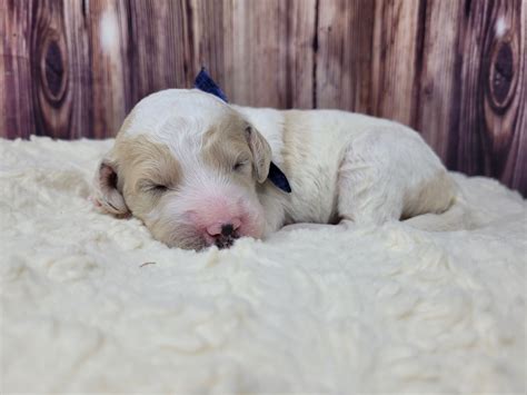 Pear - Goldendoodle Puppy for Sale in Grabill, IN | Lancaster Puppies