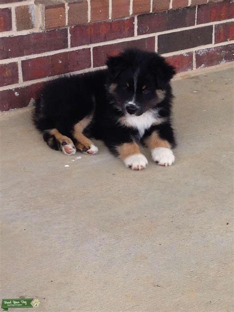 Beautiful and Highly intelligent Black Tri Australian Shepherd Stud Dog ...