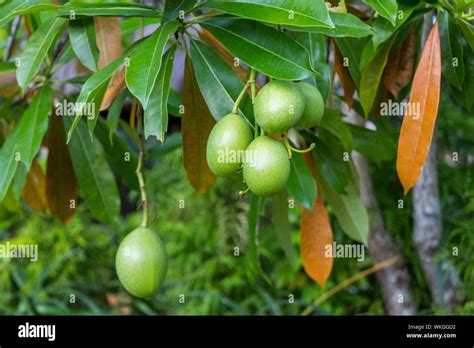 Mango Fruit Tree 的图像结果