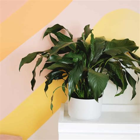 Peace Lily Flowering Hormone at Jean Begaye blog