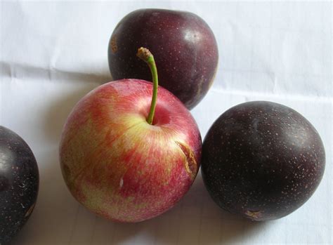 Image result for Fruit Tree Varieties