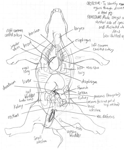 Pig Fetal Dissection Biology Science Anatomy System Digestive Pigs ...
