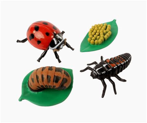 Image result for Ladybug Science