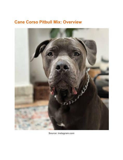 PPT - Cane Corso Pitbull Mix: A Complete Pit Corso Dog Breed Guide ...