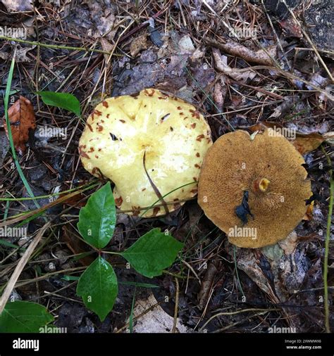 Chicken Fat Mushroom (Suillus americanus) Fungi Stock Photo - Alamy