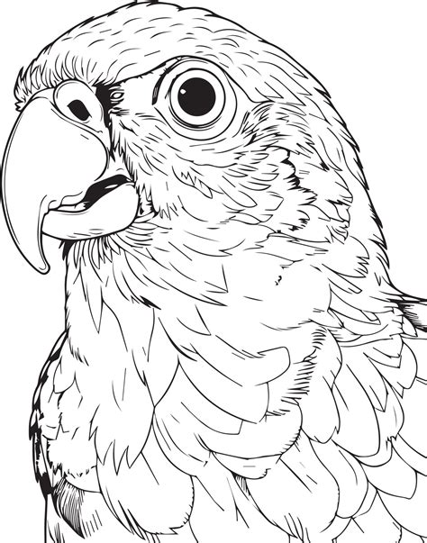 Parrot Coloring Pages For Adults