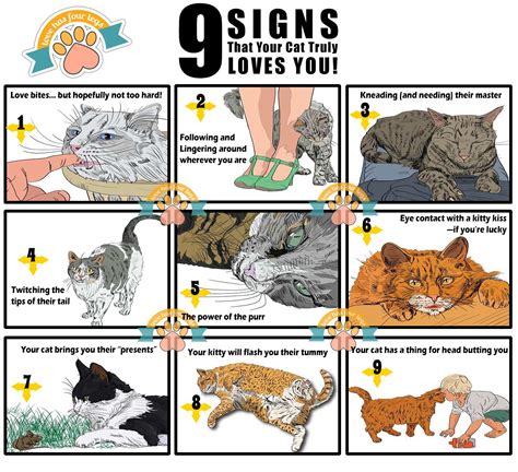 Image result for Cat Affection Signs