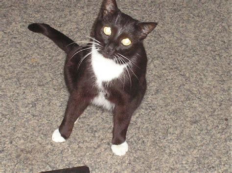 Tiere Kleinanzeigen Dormagen Anzeigenmarkt Dormagen