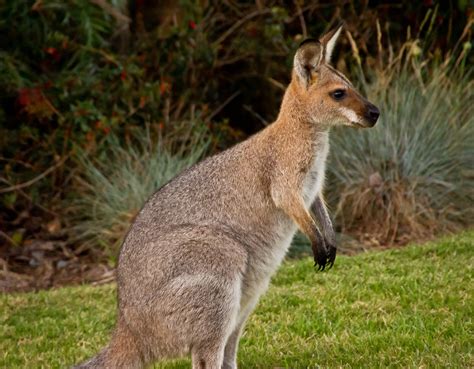 Free Images : animal, wildlife, wild, mammal, fauna, kangaroo, australia, native, vertebrate ...