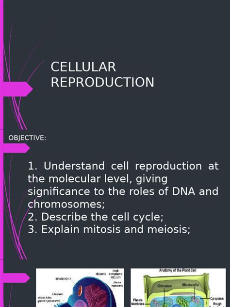 Stages of Cell Division | PDF | Meiosis | Mitosis