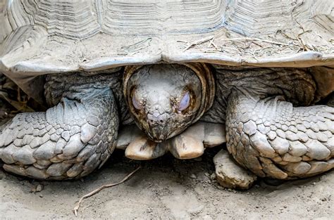 Image result for Turtle Pulled Inside Shell