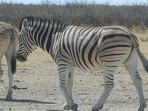 Zebra: One Of Africa's Most Iconic Species