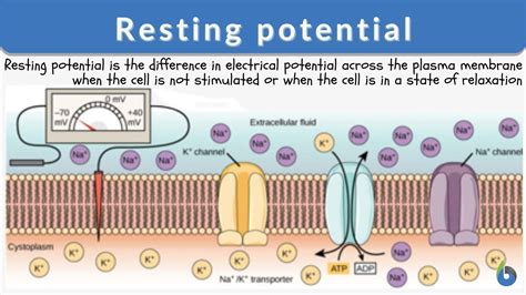 Image result for Transmembrane Potential