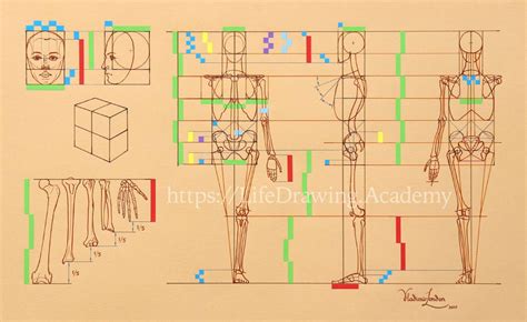 Proportions of a Human Body - Life Drawing Academy