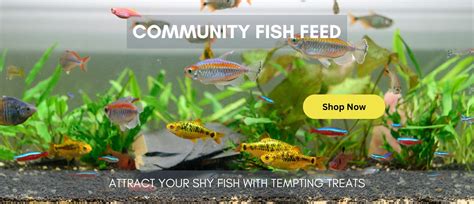 Aqua Discus India – India's Multi-Branded Online Discus Superstore