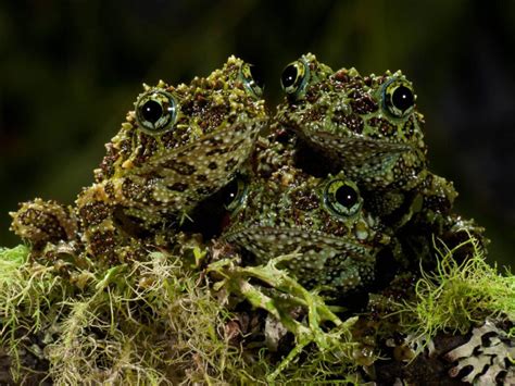 Image result for vietnamese mossy frog