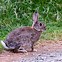 Image result for Feral European Rabbit