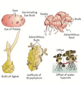 Biology - Extra Study Material