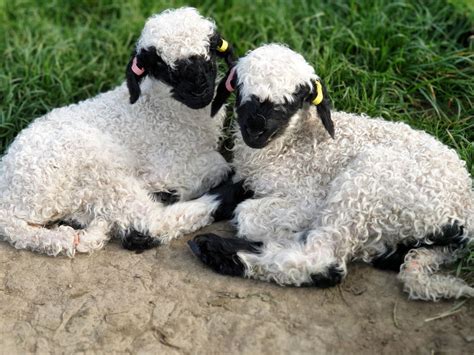 Valais Blacknose Sheep