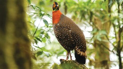Blyth’s Tragopan: The Elusive Jewel of the Eastern Himalayas