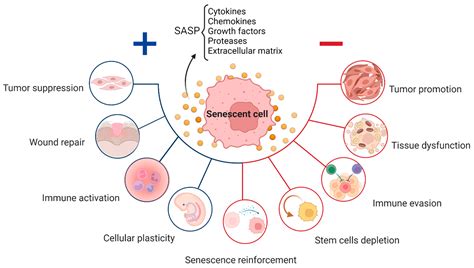Senescence in Physiological Processes and Age-Related Diseases ...