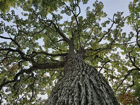 Temperate Deciduous Forest Oak Trees