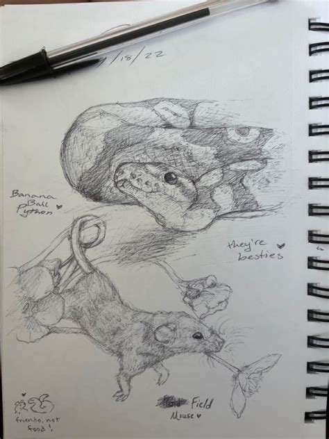 Image result for Monty Python Mouse Club Sketch