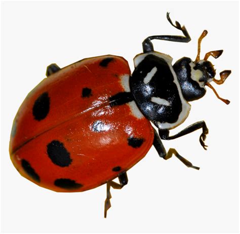 Image result for Real Ladybug
