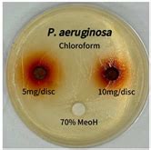 Solvent Fractionation of Polygonum cuspidatum Sieb. et Zucc. for ...