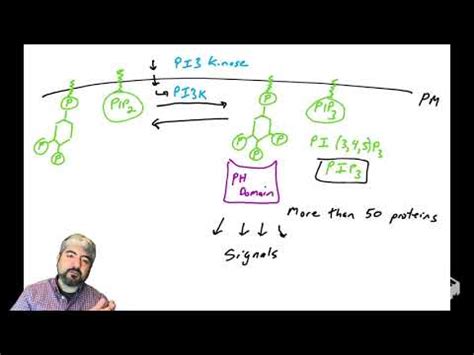 Image result for PI3K PIP PIP2 PIP3