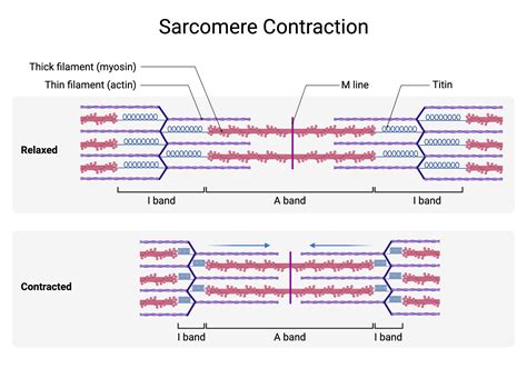 Sarcomere Diagram