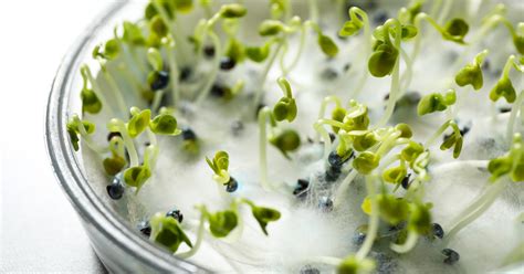 Vigor & Stress Evaluations