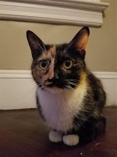 Craigslist Utica Pets Puppies Craigslist Rottweiler Near Petsidi ...