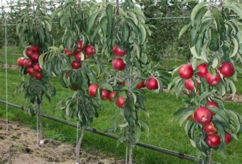 Image result for Pruning Columnar Apple Trees