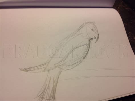 Image result for How Do You Draw a Parrot