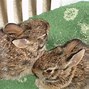 Image result for Wild Baby Bunnies Nest