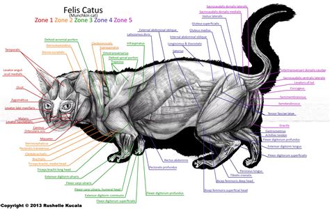 Labeled Cat Muscle Anatomy