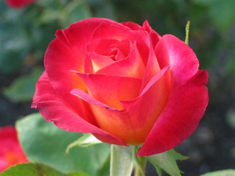 Care for your roses in summers | Skymet Weather Services