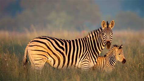 Bing Zebra Wallpaper 的图像结果